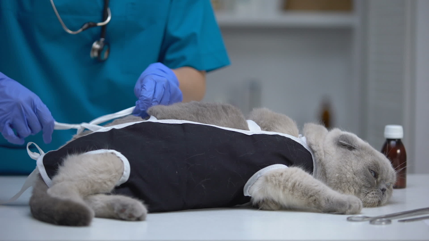Сколько стоит стерилизация кошек уфа thumbnail
