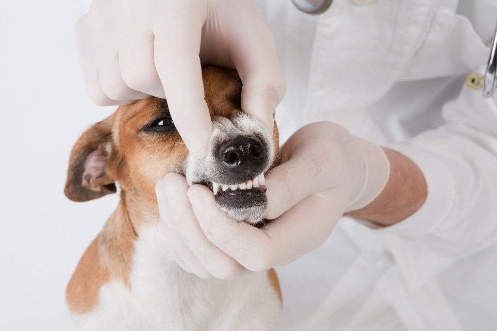 Лечение зубов у собак уфа thumbnail